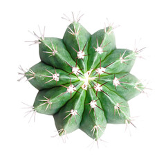 star cactus isolated on transparent background © Dearr