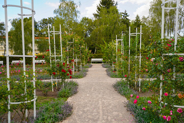 Obraz premium Růžový sad Petřín , roses garden on the hill of Prague