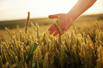 Close up view of human hand that is touching wheat on the agricultural field