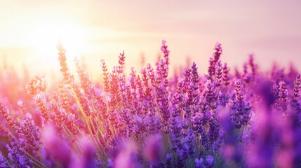 Naklejka premium A field of blooming lavender flowers under a clear sky, creating a sea of vibrant purple with soft sunlight
