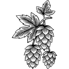 Hand drawn Hops Beer Hop Plant Sketch Illustration Engraving Woodcut Vintage Style Vector Line Art
