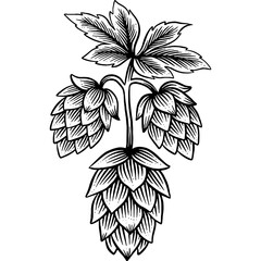 Hand drawn Hops Beer Hop Plant Sketch Illustration Engraving Woodcut Vintage Style Vector Line Art