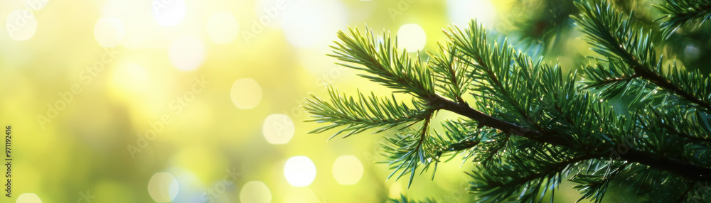 Poster close-up of evergreen pine needles with sunlight filtering through, creating a vibrant and tranquil 