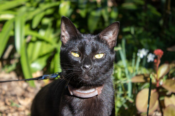 Retrato de gato negro