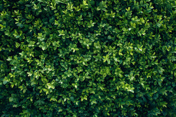 Obraz premium A lush green bush with many leaves