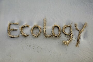Word 'Ecology' crafted from dried grass on a sandy beach background.