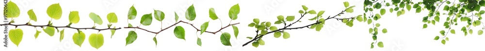 Poster the leaves of a branch are isolated on a white background