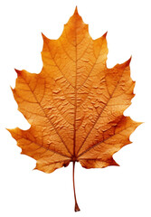 Fototapeta premium PNG Autumn leaf maple plant tree.