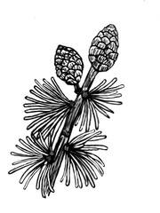 ペンで描かれたマツカサのある松の木のモノクロ線画イラスト