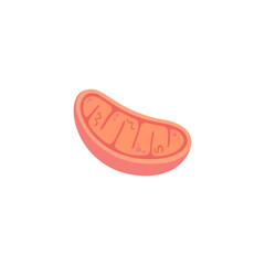 Microbiology Mitochondria Illustration