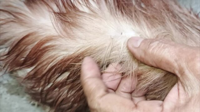 Removing Fleas from a Cat&rsquo;s Fur &ndash; Close-Up Shot