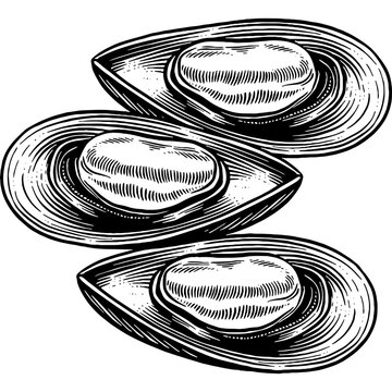 black and white mussels on white background clip art preview