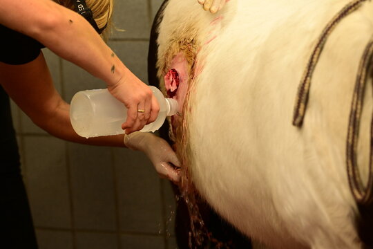 Abszess mit Granulationsgewebe an einem gescheckten Pony