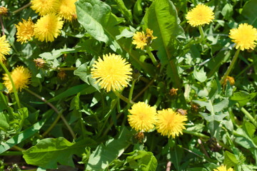 Dandelions among the grass