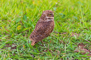Coruja