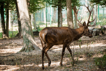 Majestic Stag Roaming Gracefully in Serene Sunlit Forest Setting