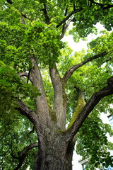 Large tree green crown or canopy looking up, no peopl