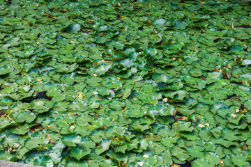 Bunch of green water lily pads on a pond. Top view, close up shot, no people