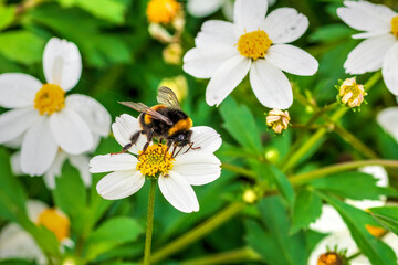 bee on flower