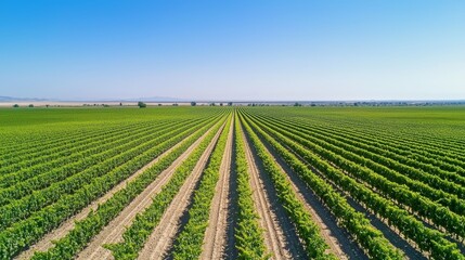 Vast vineyard landscape under clear blue sky, showcasing symmetrical rows of grape plants thriving in sunlight.