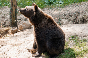 Majestic Brown Bear Sitting Gracefully on Sunlit Ground in Nature Reserve