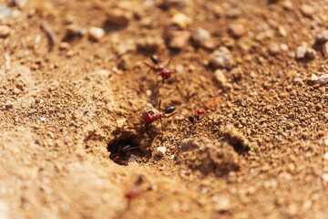 A group of ants at the entrance to an anthill close up macro