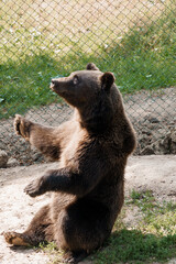 Majestic Bear in Natural Habitat Captured at Golden Hour in Tranquil Wildlife Sanctuary