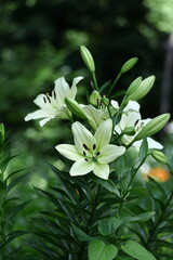 Fototapeta premium 純潔を象徴する花