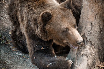 Majestic Brown Bear Contemplatively Rests Against Forest Tree in Natural Habitat