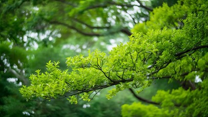 Fototapeta premium Full frame of green foliage on branches and bokeh background