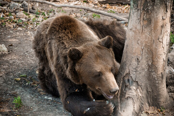 Serene Brown Bear Resting Against Tree in Forest