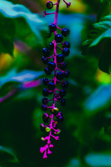 flores en la naturaleza