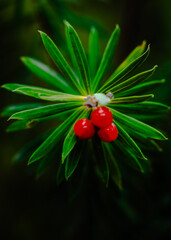 flores en la naturaleza