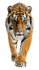 Naklejka premium An exotic wild animal thriving on transparent background