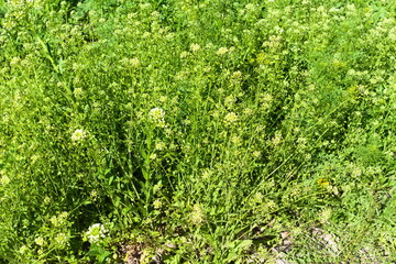 green grass background