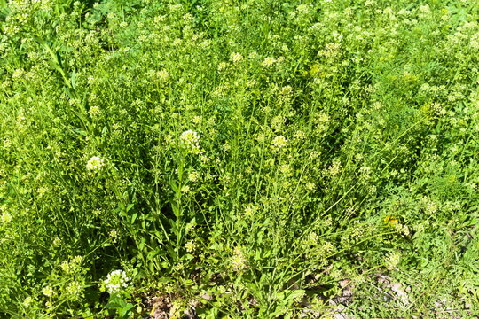green grass background