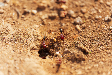 A group of ants at the entrance to an anthill close up macro