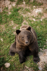 Majestic Brown Bear Resting Gracefully in Natural Habitat on Lush Green Grass