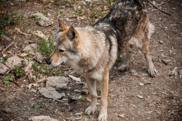 Majestic Wild Wolf in Natural Habitat Portrait