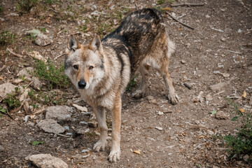 Majestic Grey Wolf in Natural Habitat Displaying Wildlife Beauty and Earthy Surroundings