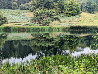 View from the edge of a lake of reflections on the water surface with green trees and reeds on the bank