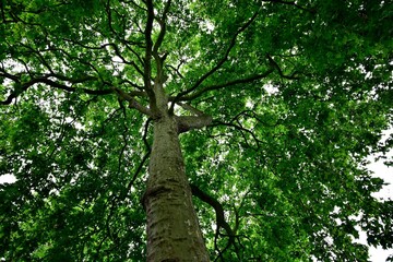 Fototapeta premium View from below of a tree canopy with green leaves.