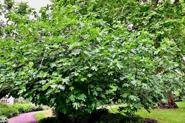 Lush fig tree in a park