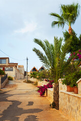 Fototapeta premium A scenic street with palm trees and vibrant flowers on the side