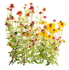 A group of blooming garden flowers, zinnia rudbeckia, isolated on a transparent background, cut from a photography