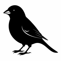Canary Bird Black silhouette