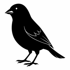 Canary Bird Black silhouette