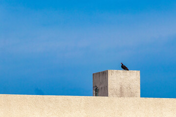 Tropical Black Turkey Vulture Cathartes aura aura blue sky roof.