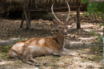 Majestic Deer Resting in Serene Forest Glade Capturing the Tranquility of Nature's Beauty