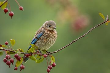 A young Eastern Bluebird perches in the crabapple tree on a late summer day. Copy space to right of frame.